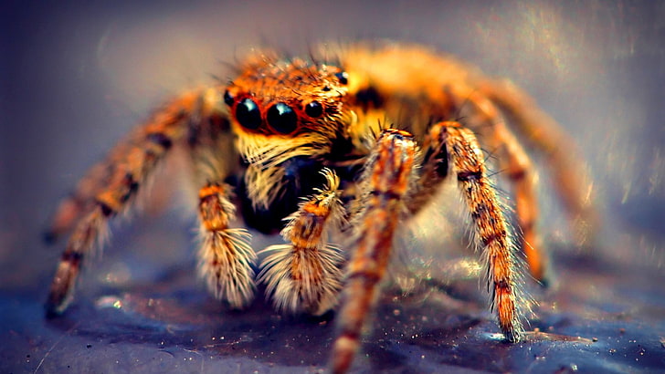 коричневый тарантул, макросъемка фотография коричневого прыгающего паука, животные, природа, макро, паук, паук, насекомое, HD обои