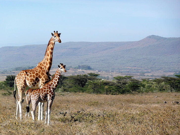 Африка, животно, сладък, жираф, Кения, киджио, пейзаж, дълъг, бозайник, национален, природа, врата, парк, резерват, сафари, висок, пътуване, див, пустиня, дива природа, HD тапет