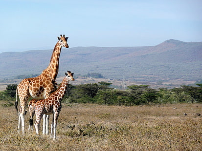 アフリカ、動物、かわいい、キリン、ケニア、キジオ、風景、長い、哺乳類、国立、自然、首、公園、保護区、サファリ、背の高い、旅行、野生、荒野、野生動物、 HDデスクトップの壁紙 HD wallpaper