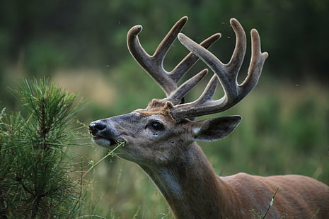 foto en hjort som äter grönt bladväxt, Custer State Park, foto, rådjur, äter, grönt blad, växt, vilda djur, hjorthorn, djur, natur, horned, hjort, däggdjur, djur i det vilda, HD tapet HD wallpaper
