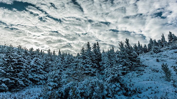 hiver, ciel, arbres, neige, nuages, nature, Fond d'écran HD