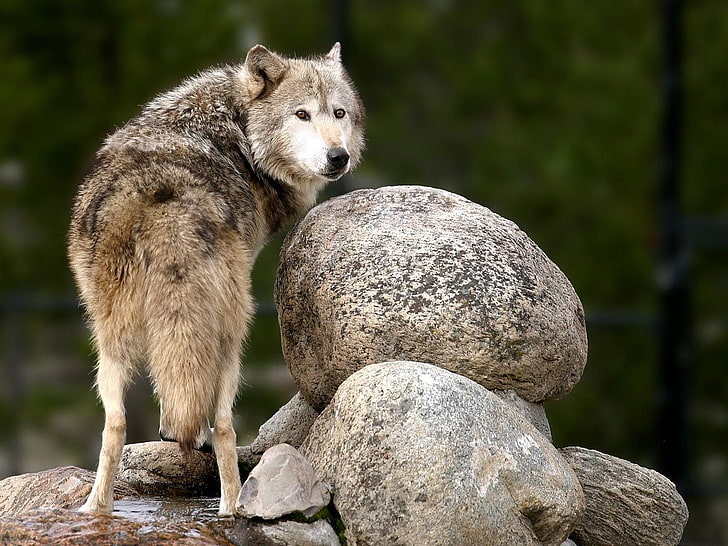 갈색과 검은 늑대, 늑대, 자연, 동물, HD 배경 화면