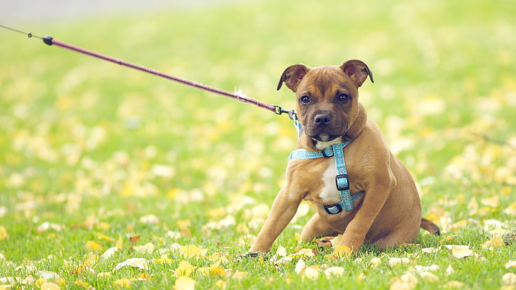 brown puppy, dog, face, grass, flowers, leash, HD wallpaper