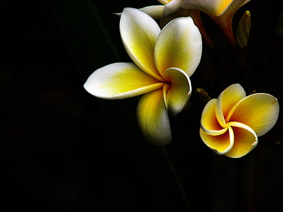 Plumeria amarelo e branco frangipani flores, flor, macro, amarelo, HD papel de parede HD wallpaper