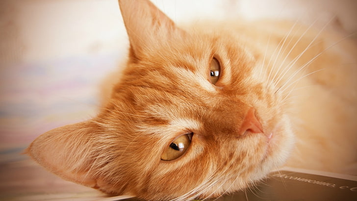 orange tabby cat selective focus photography, cat, face, fluffy, look, lying, HD wallpaper