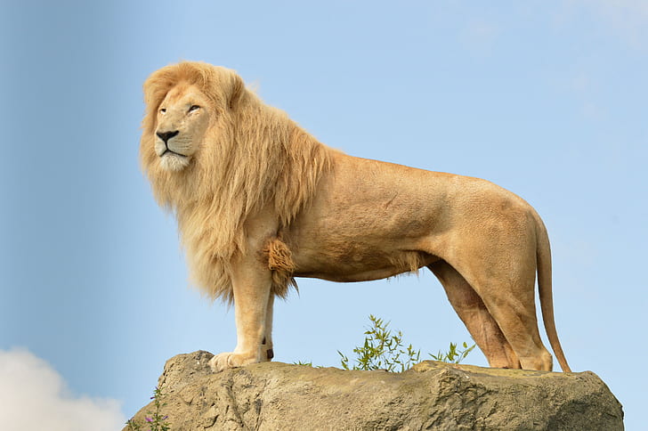Leão em pedra, leão, gato, predador, juba, olhos, pedra, céu, HD papel de parede