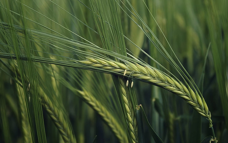 arroz con cáscara verde, trigo, plantas, macro, Fondo de pantalla HD