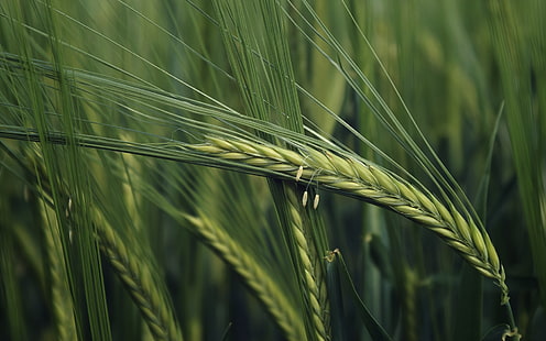 зелен ориз, пшеница, растения, макро, HD тапет HD wallpaper