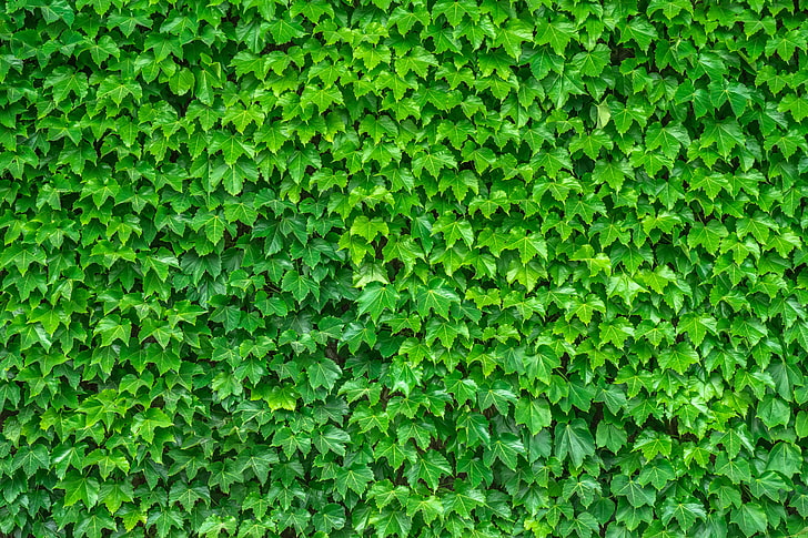 зеленое лиственное растение, листья, зелень, растение, HD обои