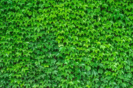 grönbladig växt, löv, grön, växt, HD tapet HD wallpaper