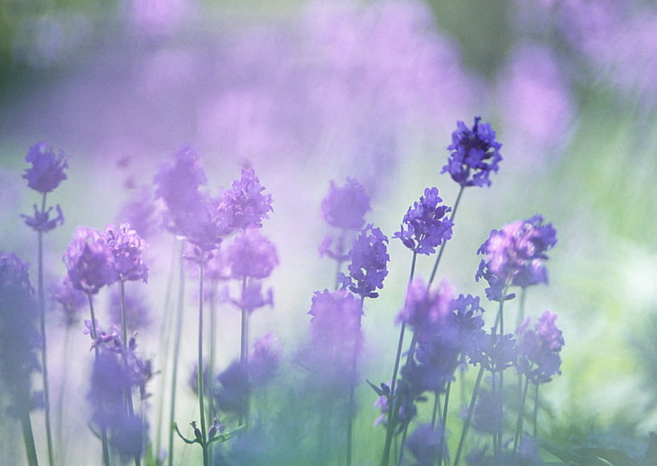 purple petaled flowers, flowers, blur, lavender, the color purple, HD wallpaper