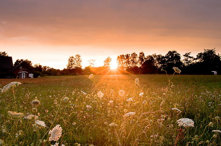 vit maskros fält under solnedgången, III, vit, maskros, fält, solnedgång, natur, landsbygdsscen, äng, sommar, solljus, utomhus, sol, jordbruk, landskap, himmel, soluppgång - gryning, gräs, gård, växt, HD tapet