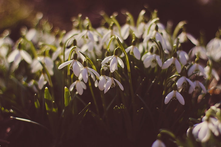 white flowers and green leaves, snowdrops, glade, spring, HD wallpaper