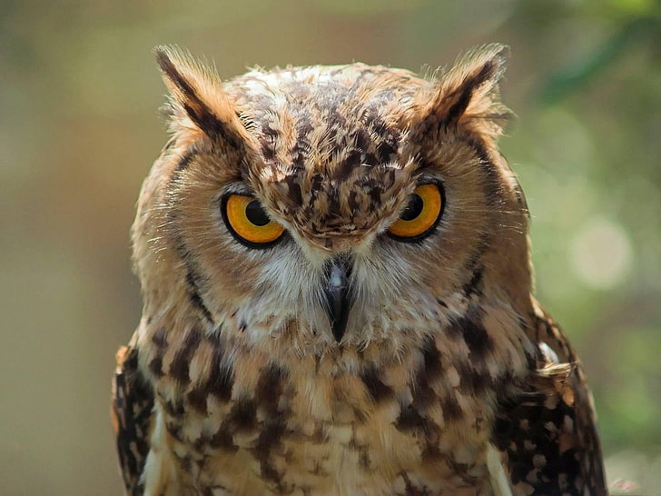 brown owl, owl, face, predator, HD wallpaper