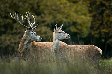 Kilka jeleni, 2 brązowe jelenie, skraj lasu, jeleń, para, Tapety HD HD wallpaper