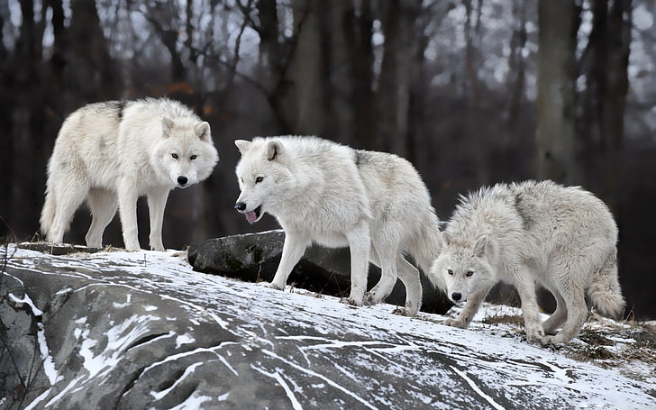 늑대, 야생 동물, 동물, 눈, HD 배경 화면