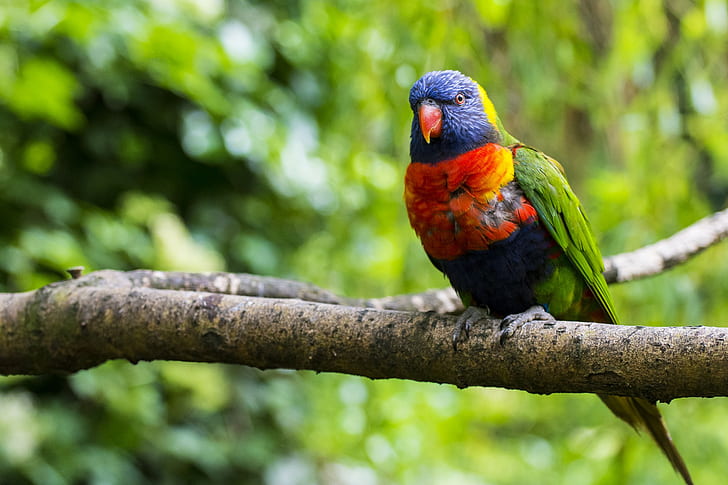 Rainbow lorikeet, Rainbow lorikeet, Bird, папагал, разноцветни, клон, дърво, зелен, природа, замъгляване, HD тапет