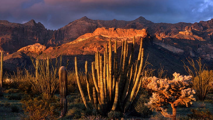 Organ Pipe Cactus National Park Di Arizona, gunung, gurun, kaktus, matahari terbenam, 3d dan abstrak, Wallpaper HD