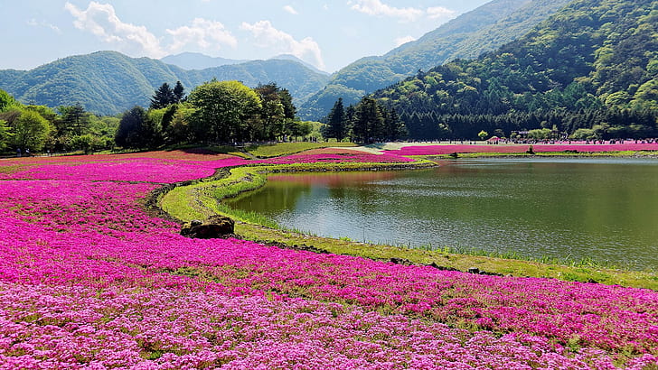 naturaleza, bosque, montañas, árboles, lago, flores rosadas, nubes, Yamanashi, Japón, Fondo de pantalla HD