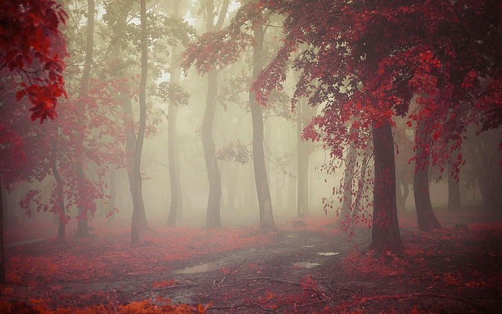 landskapsfotografering av röda blommande träd, dimma, höst, morgon, natur, löv, röd, stig, träd, regn, landskap, HD tapet