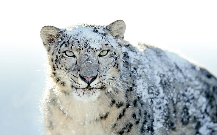 Snow Leopard, leopard, snow leopard, HD wallpaper