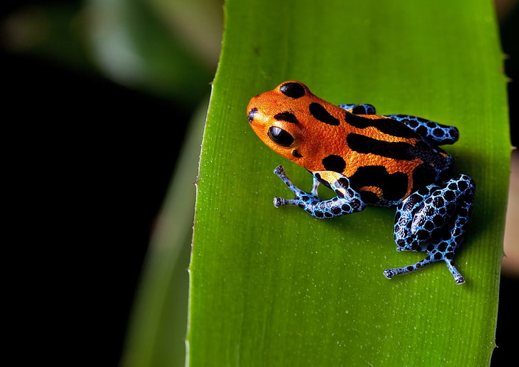 отровна стрела жаба, портокал, листа, изглед отгоре, животно, HD тапет