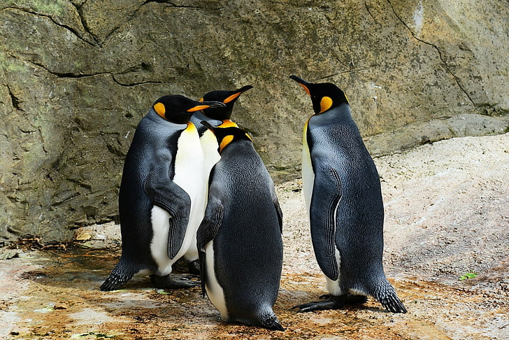 Birds, Penguin, King Penguin, HD wallpaper
