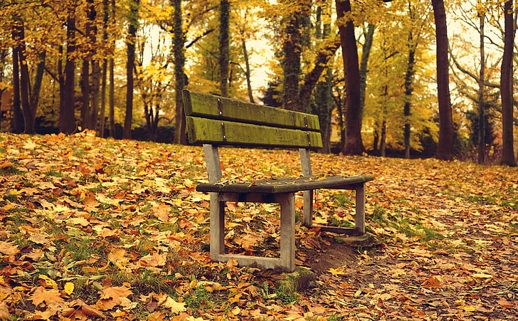 Autumn was here HD Wallpaper, brown wooden bench, Seasons, Autumn, leaves, vintage, trees, forest, disk, garden, park, here, chair, wood, wooden, moss, mital, gold, golden, HD wallpaper