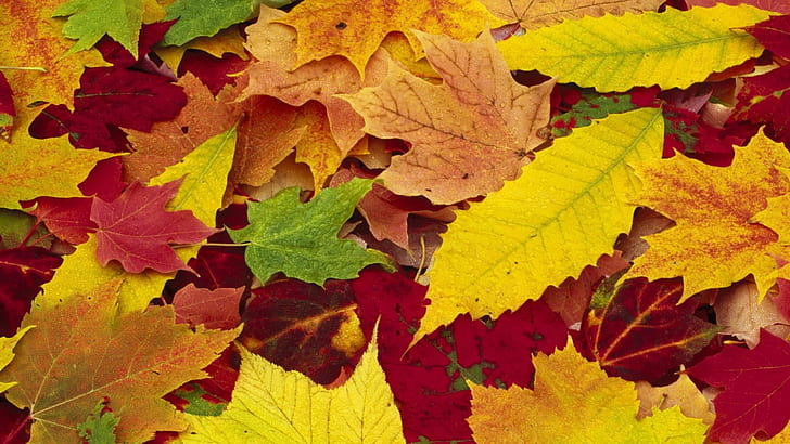 Maple leaves autumn season, Maple, Leaves, Autumn, Season, HD wallpaper