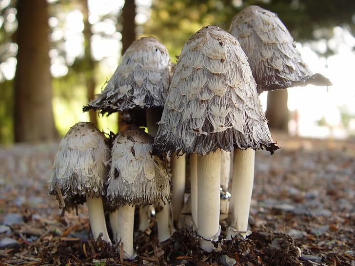 white mushrooms on soil, Magic Mushrooms, white mushrooms, soil, magic  mushroom, forest, nature, fungus, mushroom, autumn, woodland, season, edible Mushroom, plant, brown, outdoors, HD wallpaper