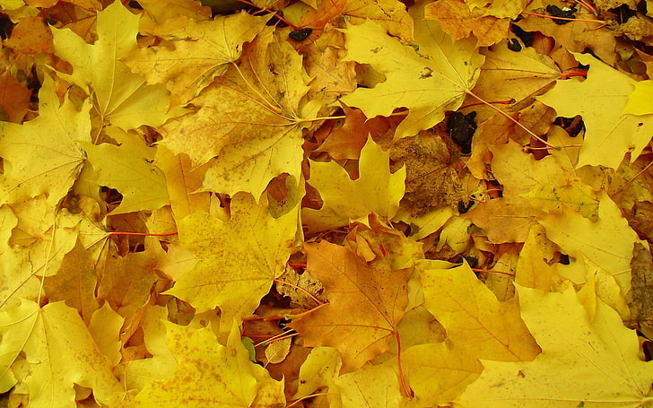 yellow maple leaf, leaves, maple, yellow, background, earth, HD wallpaper