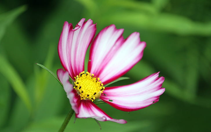 꽃 매크로 HD, 흰색과 분홍색 데이지, 자연, 꽃, 매크로, HD 배경 화면