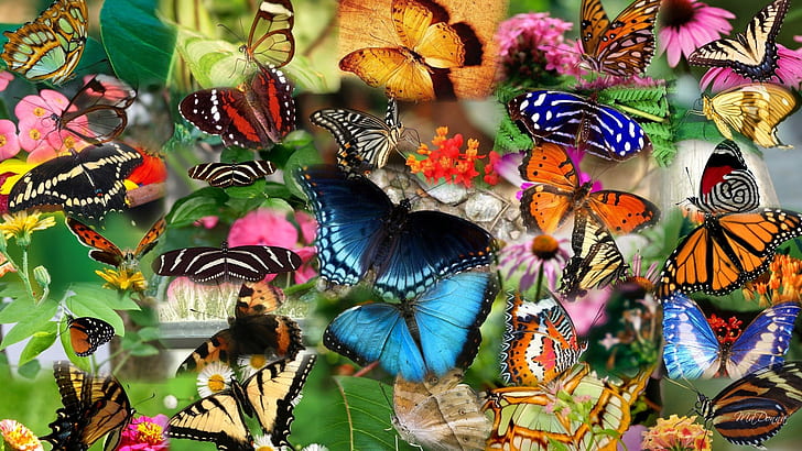 Collage, many butterfly, insect, Collage, Many, Butterfly, Insect, HD wallpaper