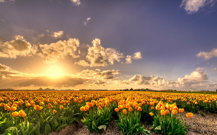 żółte pole kwiatów tulipanów o zachodzie słońca, Holandia, bogate, kwiaty, czyste złoto, złoto. żółty, Tulipan, pole, zachód słońca, 35mm, D750, holenderski, europa, HDR, Nederland, Nederlands, Nikkor, Nikon, Noord-Holland, Holandia, bloem, bloemen, chmury, kwiat kwiat, pola kwiatowe, kwietnik, krajobraz, lucht, natura, natura, natura, roślina, niebo, tulipa, tulipany, tulp, wolken, strefa, niebo, kwiat, żółty, rolnictwo, lato, scena wiejska, na dworze, łąka, wiosna, światło słoneczne, niebieski, słońce, chmura - niebo, piękno w naturze , słonecznik, gospodarstwo, Tapety HD