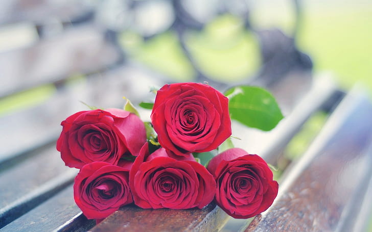 bunga, merah, latar belakang, layar lebar, mawar, mawar, layar penuh, s, layar penuh, Wallpaper HD