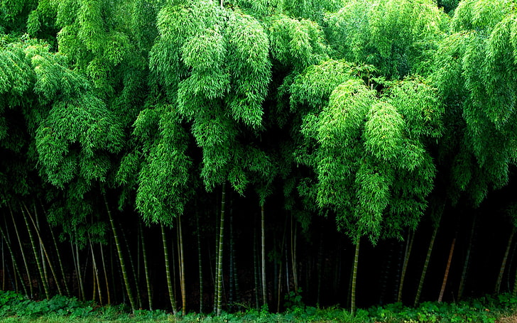 bambou, nature, Fond d'écran HD