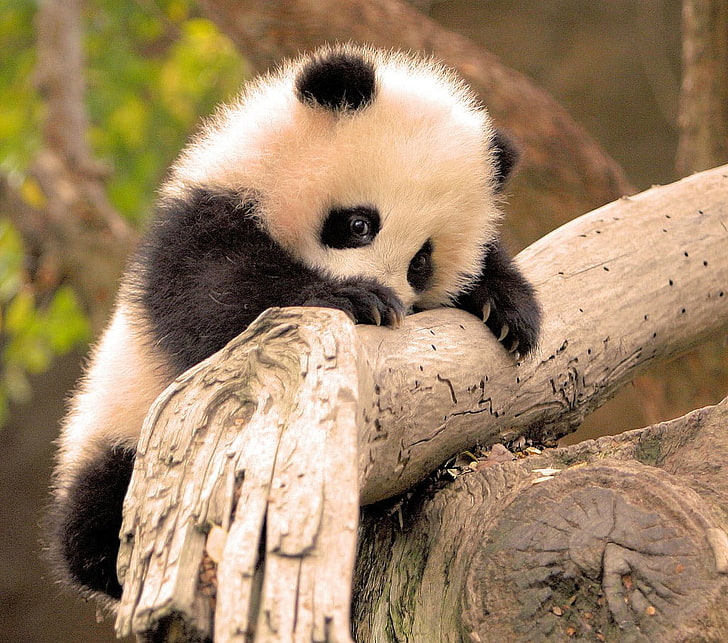 panda blanco y negro, panda, animales, animales bebés, rama, Fondo de pantalla HD