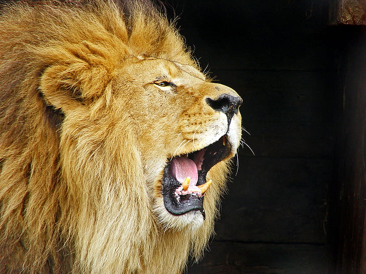 Ревящ лъв, Ревящ лъв, Лъвски лъв, зоологическа градина в Дъблин, Animal Planet, panthera leo, зъби, впечатляващ, отворен, уста, портрет, език, стар, зъби, мат, мъжки, котешки, дива котка, panthera leo, голям, фелид, лъв - котешки, месоядно животно, дива природа, животно, Африка, неопитомена котка, сафари Животни, животни в дивата природа, грива, HD тапет