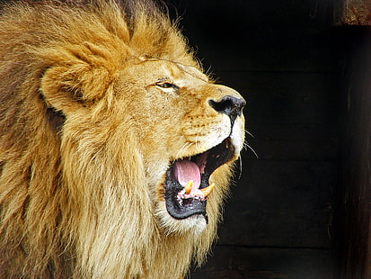 Ревящ лъв, Ревящ лъв, Лъвски лъв, зоологическа градина в Дъблин, Animal Planet, panthera leo, зъби, впечатляващ, отворен, уста, портрет, език, стар, зъби, мат, мъжки, котешки, дива котка, panthera leo, голям, фелид, лъв - котешки, месоядно животно, дива природа, животно, Африка, неопитомена котка, сафари Животни, животни в дивата природа, грива, HD тапет HD wallpaper