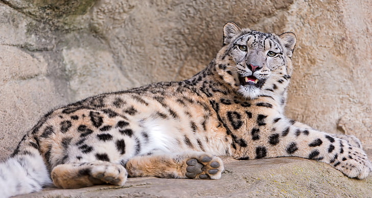 white, black, and brown tiger, snow leopard, stones lie, teeth, anger, predator, HD wallpaper