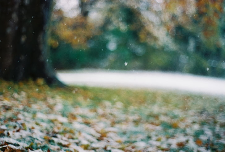 leaves, snowflakes, glare, Tree, blur, bokeh, late autumn, the first snow, HD wallpaper