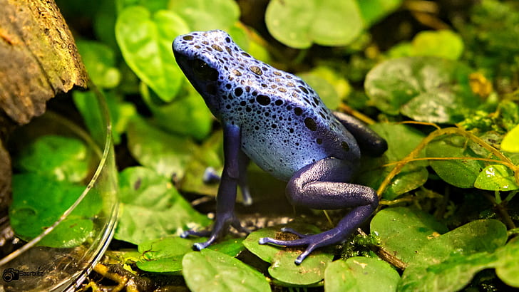 purple toad on green leaf, azureus, azureus, azureus, purple, toad, green leaf, Frosch, Frogs, Amphibia, Anura, zoo, neunkirchen  saarland, germany, canon, frog, animal, amphibian, nature, wildlife, green Color, close-up, HD wallpaper