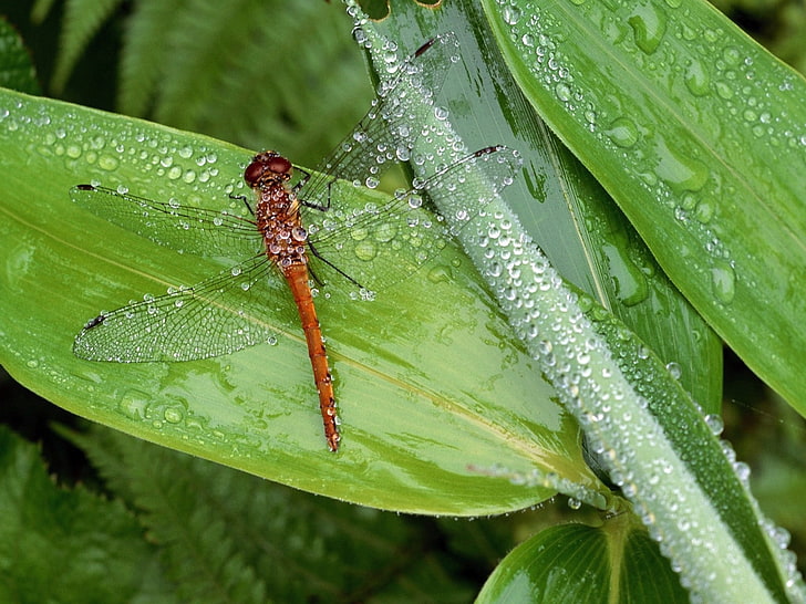 orange dragonfly, insect, grass, drops, dew, moisture, HD wallpaper
