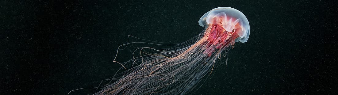 сверхширокий, медуза, морская жизнь, животные, HD обои HD wallpaper