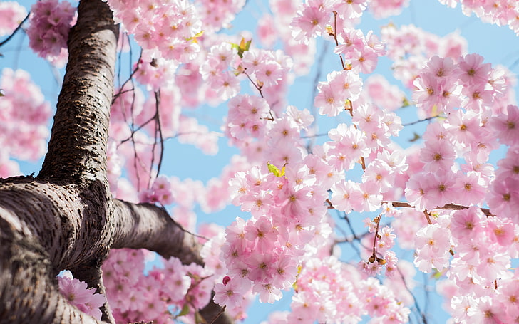 nature, blossoms, pink flowers, HD wallpaper