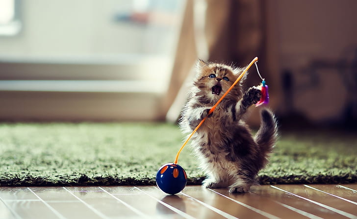 Lovely Playful Kitten, Animals, Pets, Kitten, Playful, Lovely, HD wallpaper
