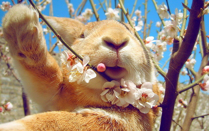 กระต่ายสีน้ำตาล, กระต่าย, ใบหน้า, ดอกไม้, ฤดูใบไม้ผลิ, วอลล์เปเปอร์ HD