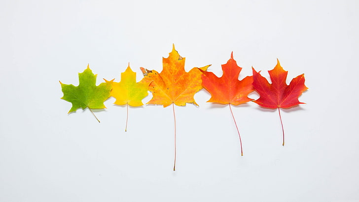leaf, maple leaf, tree, autumn, life, photograph, passing, change, maple, come, colors, HD wallpaper