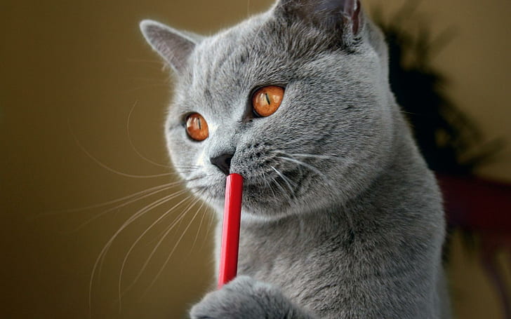 Sweet Funny Cat, umorismo, pensiero, posa, divertente, widescreen, animali, animali, Sfondo HD