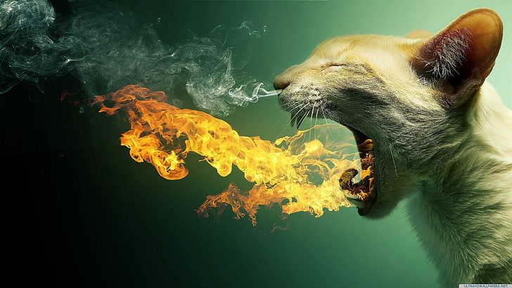 biały kot, kot, ogień, dym, Tapety HD
